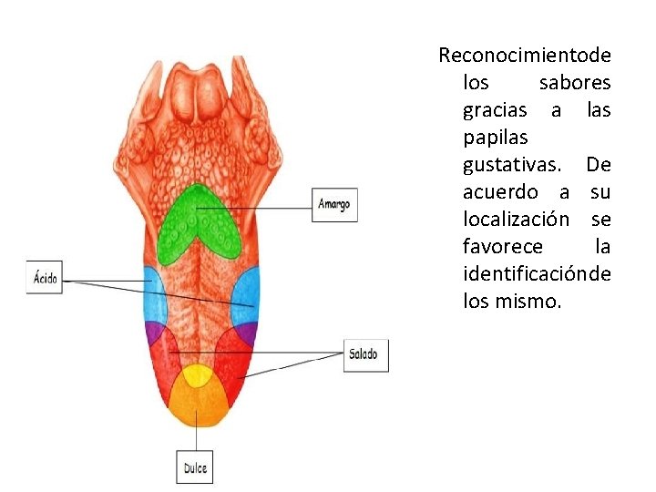 Reconocimientode los sabores gracias a las papilas gustativas. De acuerdo a su localización se