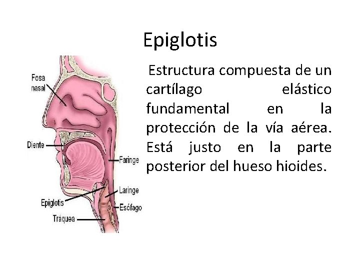 Epiglotis Estructura compuesta de un cartílago elástico fundamental en la protección de la vía