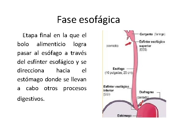 Fase esofágica Etapa final en la que el bolo alimenticio logra pasar al esófago