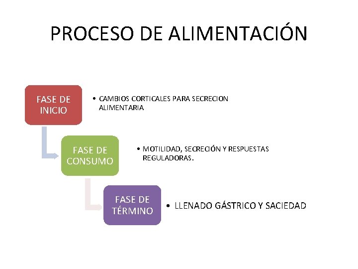 PROCESO DE ALIMENTACIÓN FASE DE INICIO • CAMBIOS CORTICALES PARA SECRECION ALIMENTARIA FASE DE