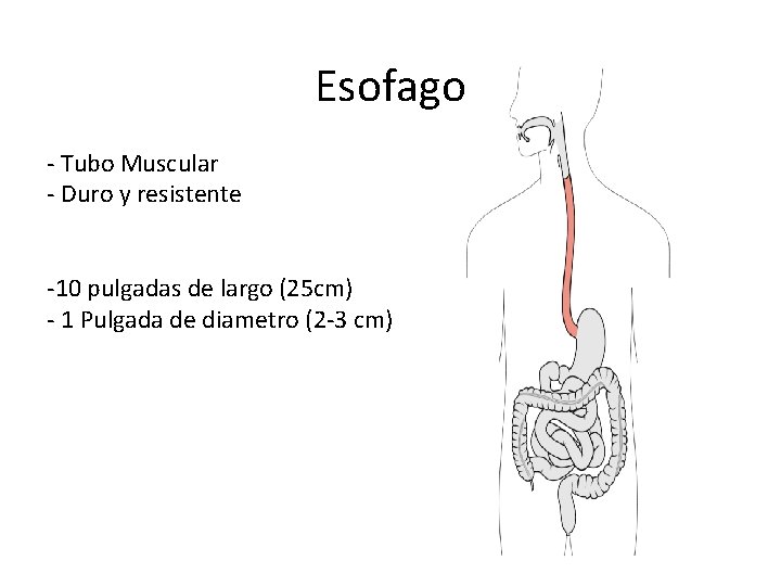 Esofago - Tubo Muscular - Duro y resistente -10 pulgadas de largo (25 cm)