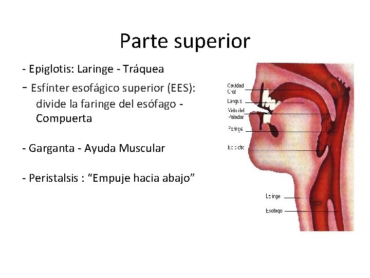 Parte superior - Epiglotis: Laringe - Tráquea - Esfínter esofágico superior (EES): divide la