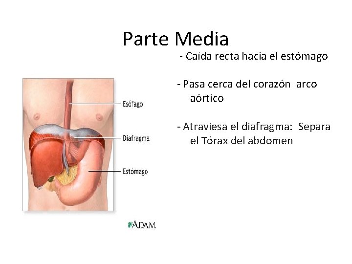 Parte Media - Caída recta hacia el estómago - Pasa cerca del corazón arco