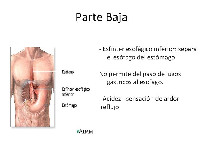 Parte Baja - Esfínter esofágico inferior: separa el esófago del estómago No permite del