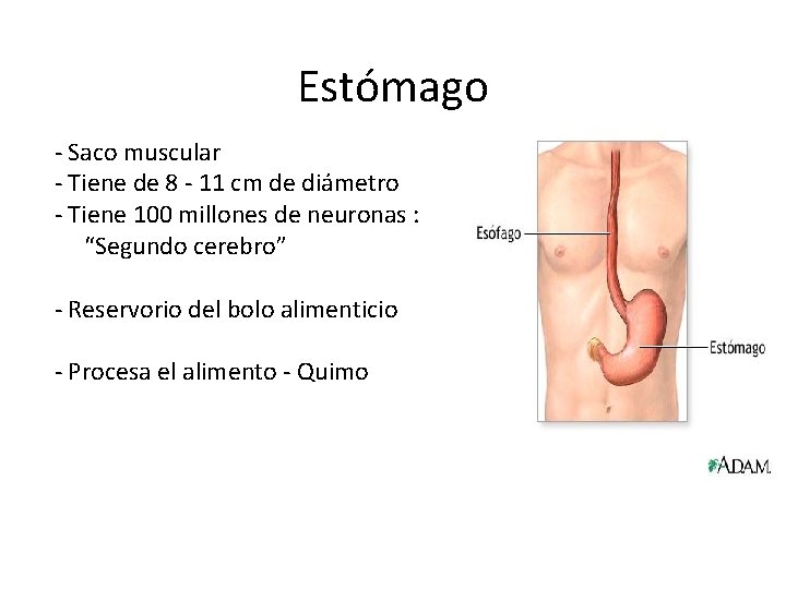 Estómago - Saco muscular - Tiene de 8 - 11 cm de diámetro -