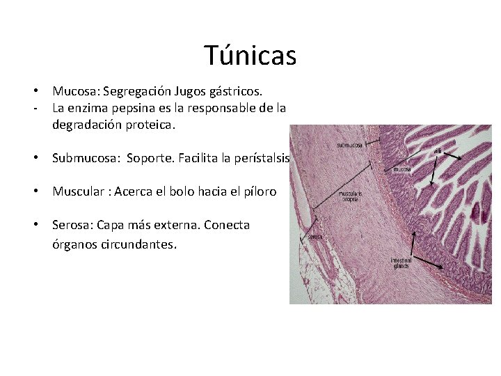 Túnicas • Mucosa: Segregación Jugos gástricos. - La enzima pepsina es la responsable de