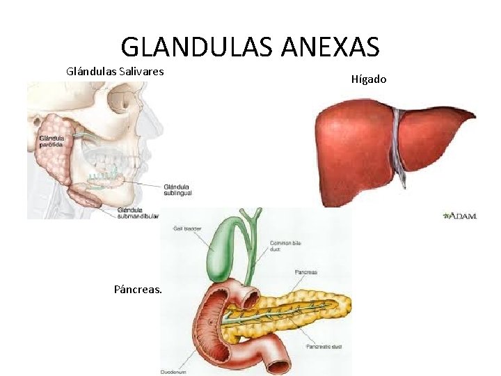 GLANDULAS ANEXAS Glándulas Salivares Páncreas. Hígado 