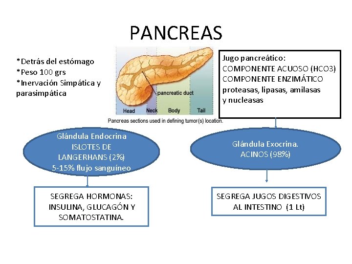 PANCREAS *Detrás del estómago *Peso 100 grs *Inervación Simpática y parasimpática Glándula Endocrina ISLOTES