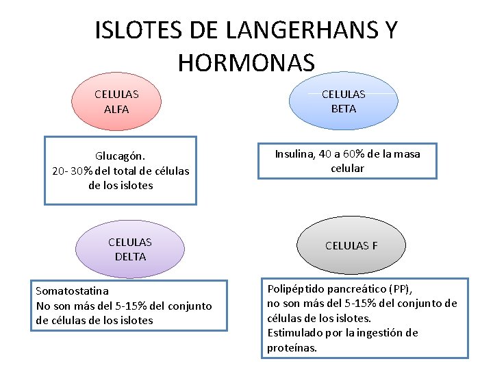 ISLOTES DE LANGERHANS Y HORMONAS CELULAS ALFA Glucagón. 20 - 30% del total de