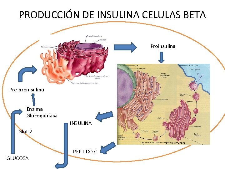 PRODUCCIÓN DE INSULINA CELULAS BETA Proinsulina Pre-proinsulina Enzima Glucoquinasa INSULINA Glut-2 GLUCOSA PEPTIDO C
