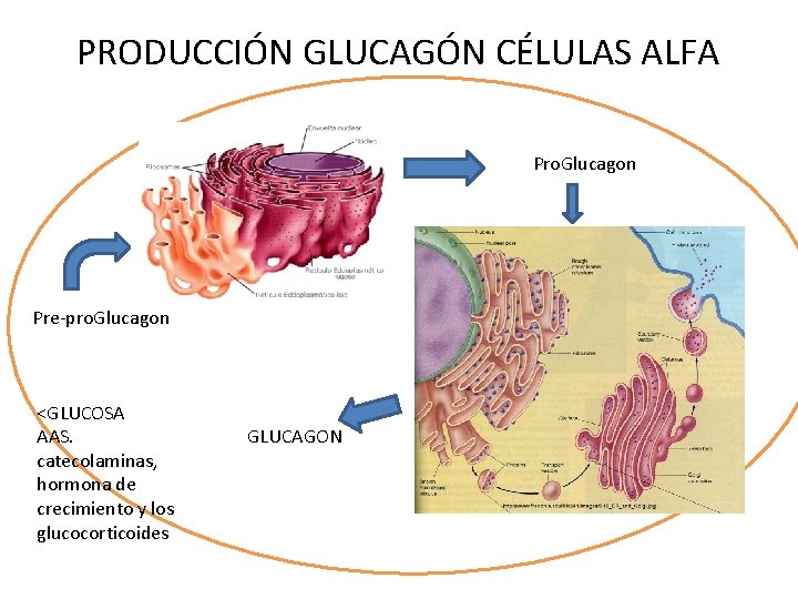 PRODUCCIÓN GLUCAGÓN CÉLULAS ALFA Pro. Glucagon Pre-pro. Glucagon <GLUCOSA AAS. catecolaminas, hormona de crecimiento