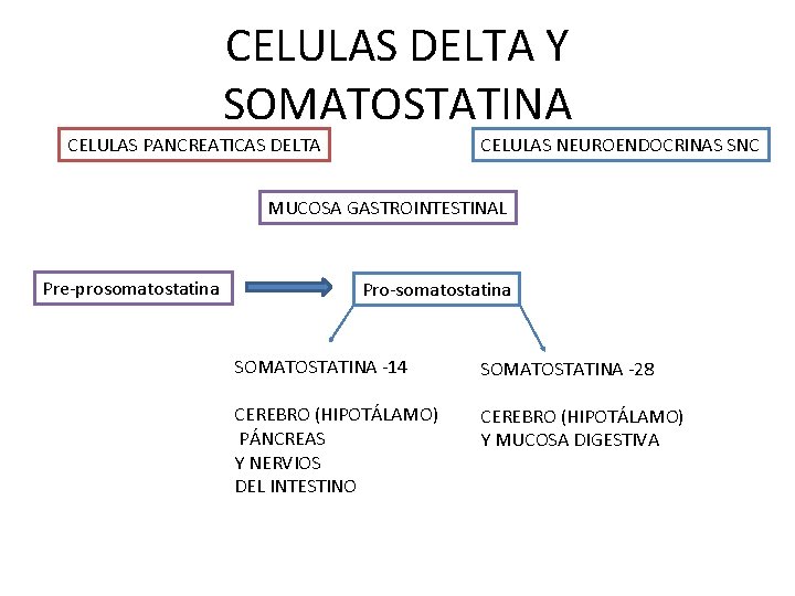 CELULAS DELTA Y SOMATOSTATINA CELULAS PANCREATICAS DELTA CELULAS NEUROENDOCRINAS SNC MUCOSA GASTROINTESTINAL Pre-prosomatostatina Pro-somatostatina