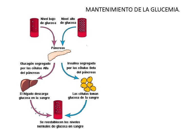 MANTENIMIENTO DE LA GLUCEMIA. 