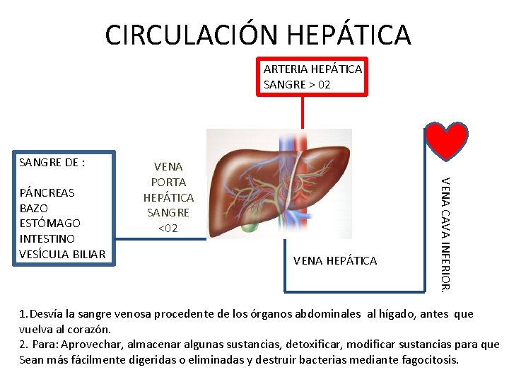 CIRCULACIÓN HEPÁTICA ARTERIA HEPÁTICA SANGRE > 02 SANGRE DE : VENA HEPÁTICA VENA CAVA