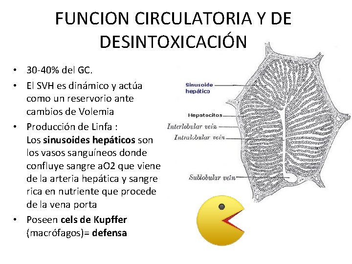 FUNCION CIRCULATORIA Y DE DESINTOXICACIÓN • 30 -40% del GC. • El SVH es