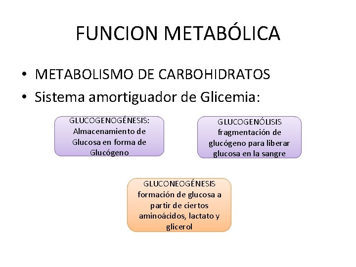 FUNCION METABÓLICA • METABOLISMO DE CARBOHIDRATOS • Sistema amortiguador de Glicemia: GLUCOGENOGÉNESIS: Almacenamiento de