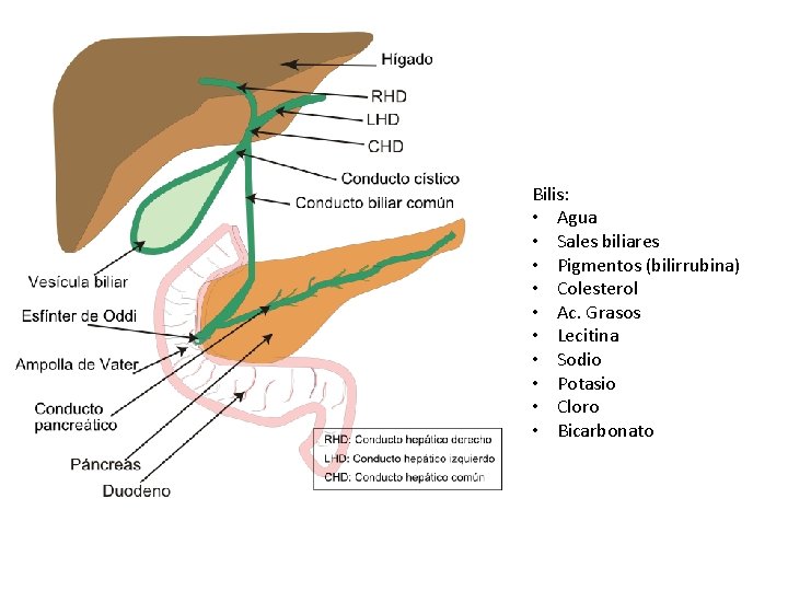 Bilis: • Agua • Sales biliares • Pigmentos (bilirrubina) • Colesterol • Ac. Grasos