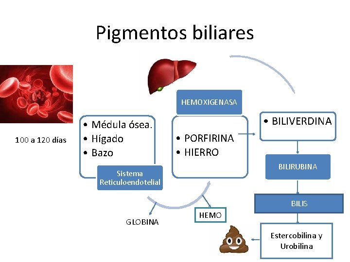 Pigmentos biliares HEMOXIGENASA 100 a 120 días • Médula ósea. • Hígado • Bazo