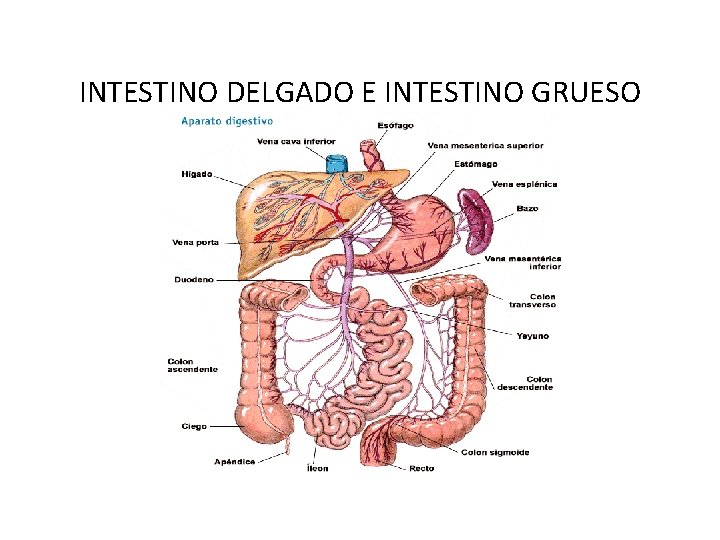 INTESTINO DELGADO E INTESTINO GRUESO 