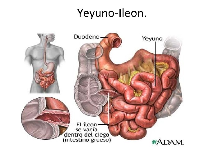 Yeyuno-Ileon. 