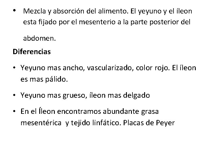  • Mezcla y absorción del alimento. El yeyuno y el íleon esta fijado