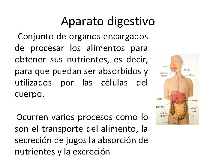 Aparato digestivo Conjunto de órganos encargados de procesar los alimentos para obtener sus nutrientes,