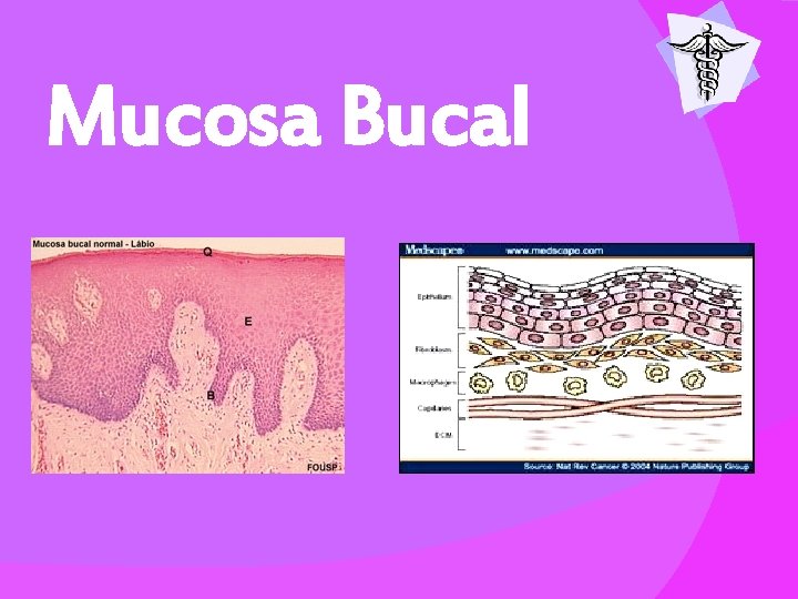 Mucosa Bucal 