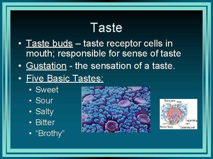 Taste • Taste buds – taste receptor cells in mouth; responsible for sense of
