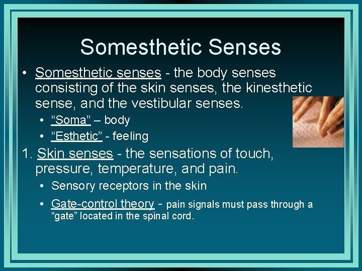 Somesthetic Senses • Somesthetic senses - the body senses consisting of the skin senses,