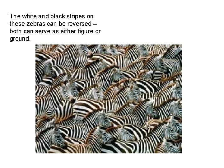 The white and black stripes on these zebras can be reversed – both can