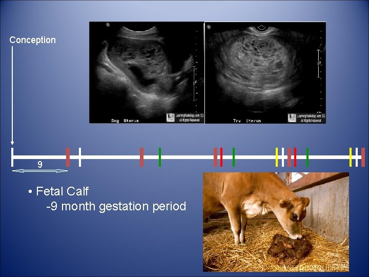 Conception 9 • Fetal Calf -9 month gestation period 