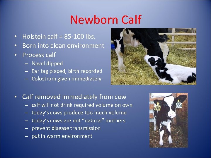 Newborn Calf • Holstein calf = 85 -100 lbs. • Born into clean environment