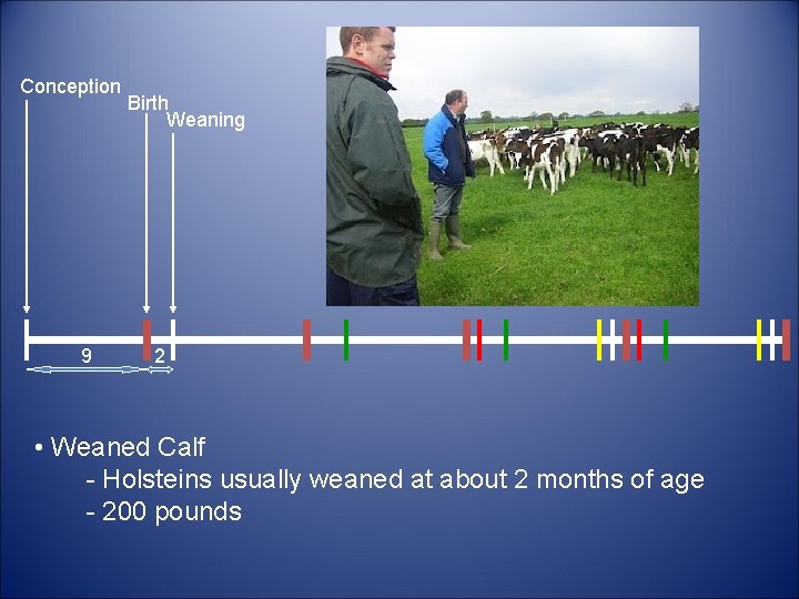 Conception 9 Birth Weaning 2 • Weaned Calf - Holsteins usually weaned at about