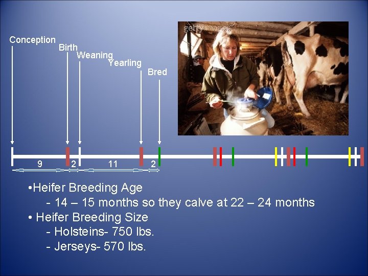 Conception 9 Birth Weaning Yearling 2 11 Bred 2 • Heifer Breeding Age -