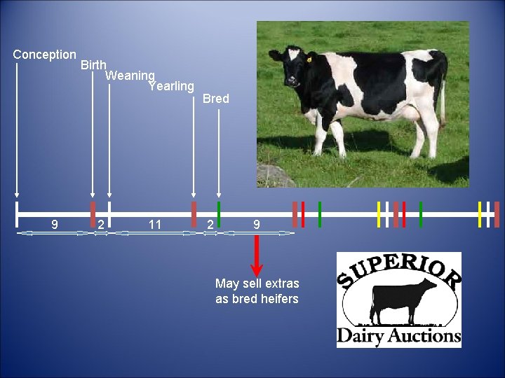 Conception 9 Birth Weaning Yearling 2 11 Bred 2 9 May sell extras as