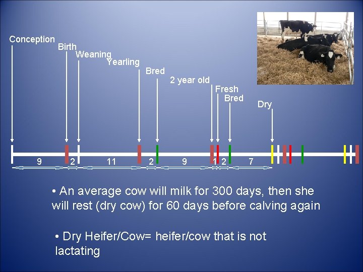 Conception 9 Birth Weaning Yearling 2 11 Bred 2 2 year old 9 Fresh