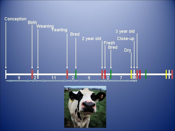 Conception 9 Birth Weaning Yearling 2 11 Bred 2 3 year old 2 year