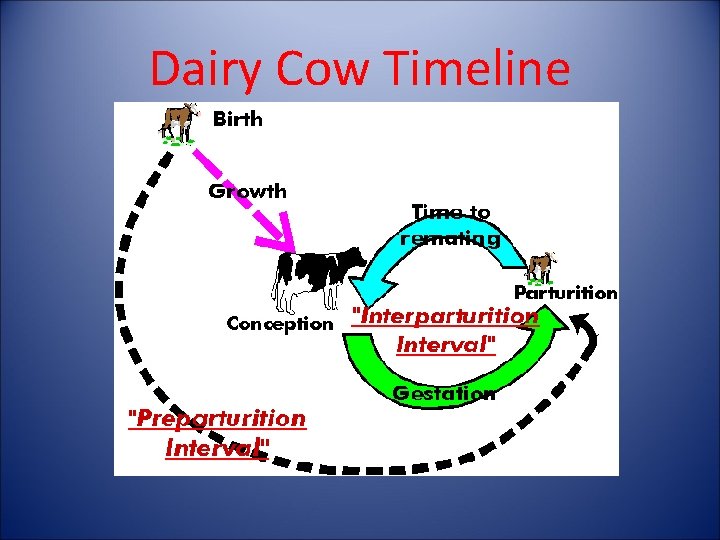 Dairy Cow Timeline 