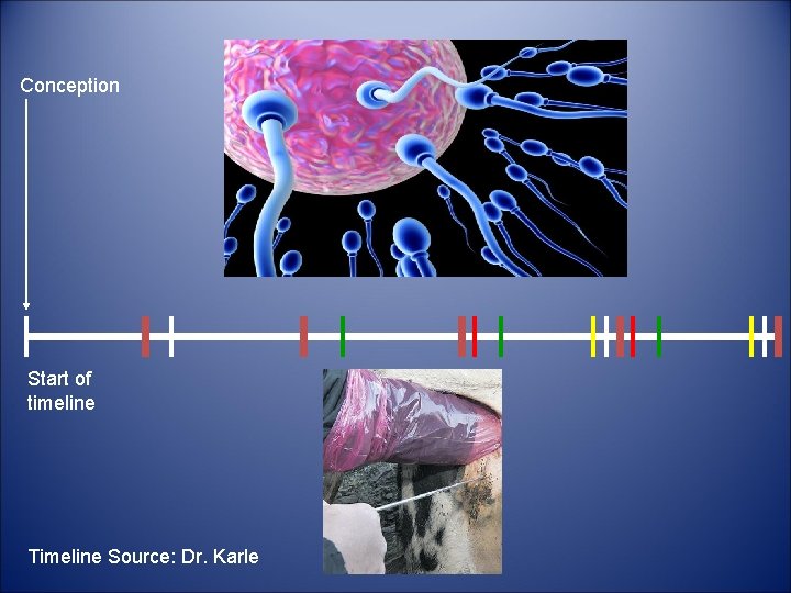 Conception Start of timeline Timeline Source: Dr. Karle 