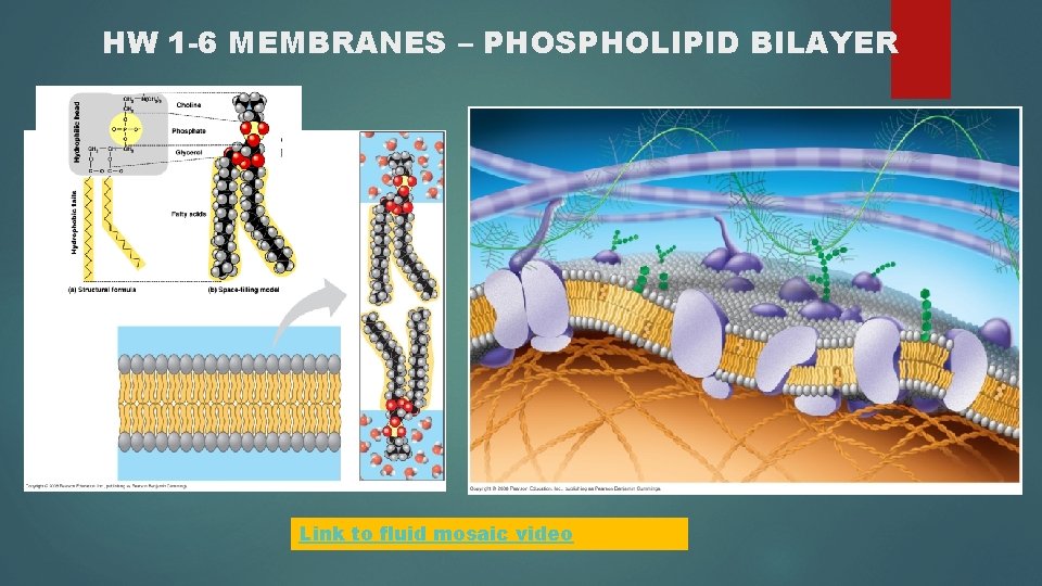 HW 1 -6 MEMBRANES – PHOSPHOLIPID BILAYER Link to fluid mosaic video 