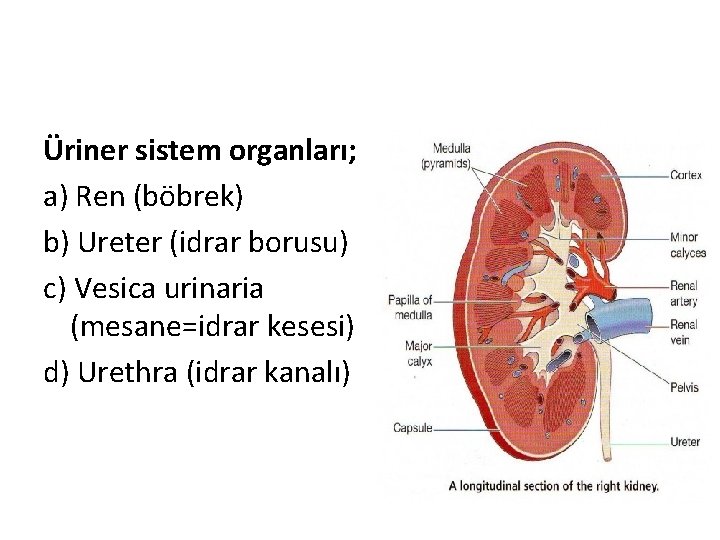 Üriner sistem organları; a) Ren (böbrek) b) Ureter (idrar borusu) c) Vesica urinaria (mesane=idrar