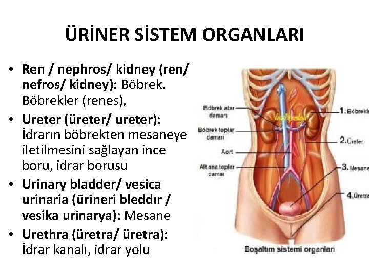 ÜRİNER SİSTEM ORGANLARI • Ren / nephros/ kidney (ren/ nefros/ kidney): Böbrekler (renes), •