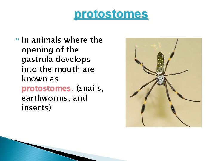 protostomes In animals where the opening of the gastrula develops into the mouth are