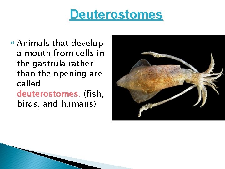 Deuterostomes Animals that develop a mouth from cells in the gastrula rather than the