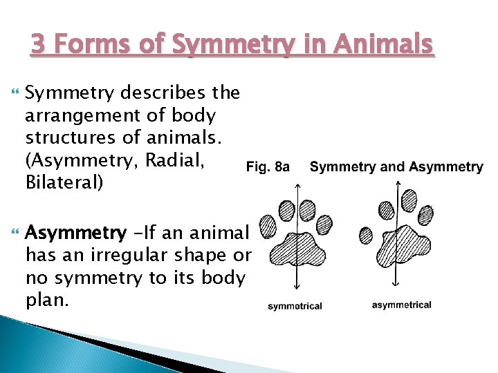 3 Forms of Symmetry in Animals Symmetry describes the arrangement of body structures of