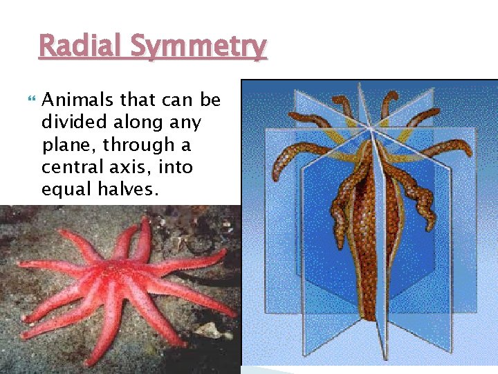 Radial Symmetry Animals that can be divided along any plane, through a central axis,