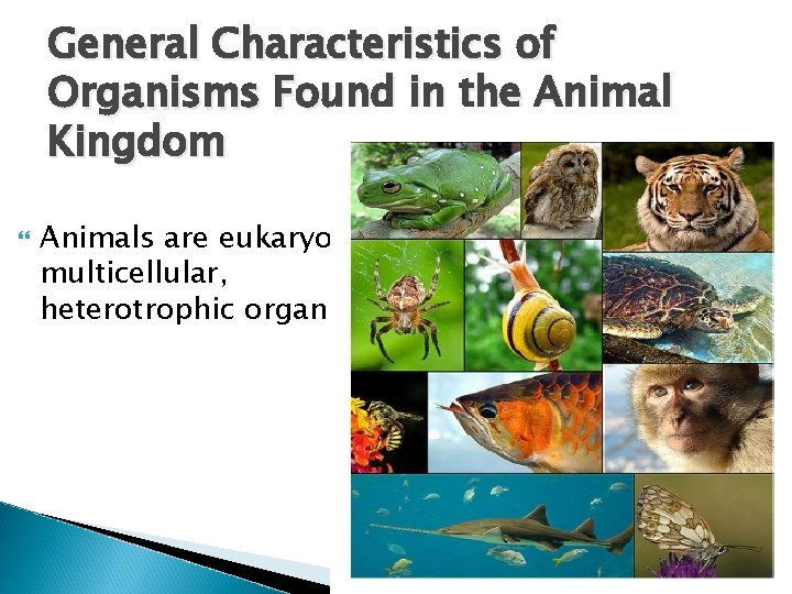 General Characteristics of Organisms Found in the Animal Kingdom Animals are eukaryotic, multicellular, heterotrophic