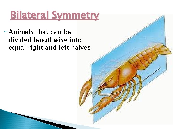 Bilateral Symmetry Animals that can be divided lengthwise into equal right and left halves.