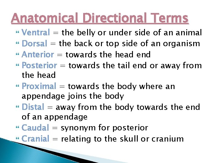 Anatomical Directional Terms Ventral = the belly or under side of an animal Dorsal