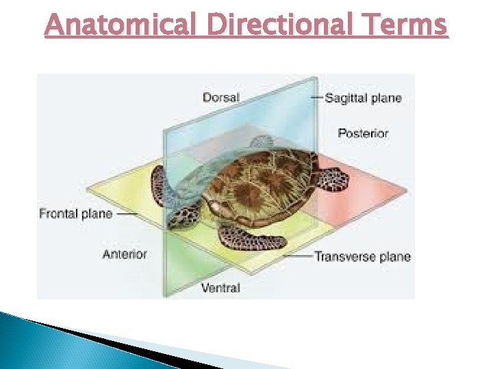 Anatomical Directional Terms 